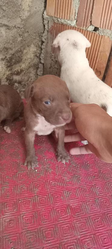 İtlər: Pitbul, Peyvəndli — 7
