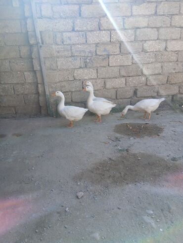 Erkək, | Linda, Damazlıq