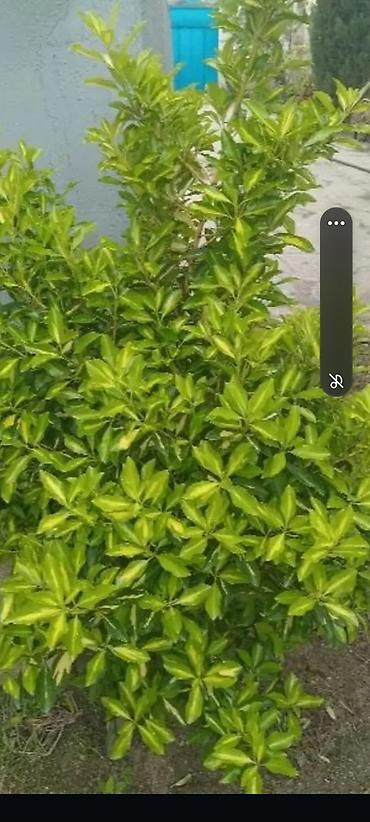 en gozel dibcek gulleri: Ṣimṣad uzunlugu 1.50sm 3 eded var — 1