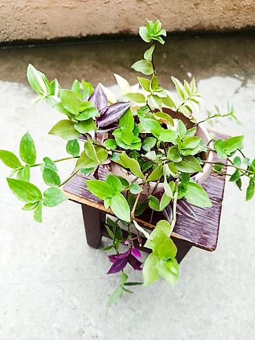 цветы фикусы: Tradescantia (традесканция) в горшке — микс из нескольких сортов — 4