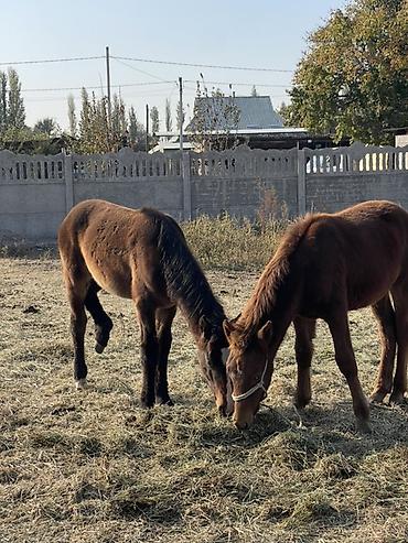 обмен на жеребец: Продаю | Жеребенок | Для разведения — 8