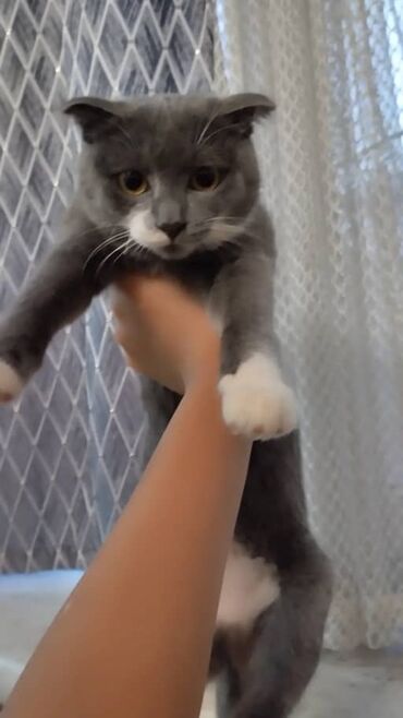 вислоухий котенок: Шотландский вислоухий котенок (скоттиш-фолд), окрас: голубой с белым