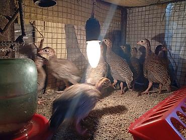 кошка жалал абад: Продаю месячных цесорят домашние — 1