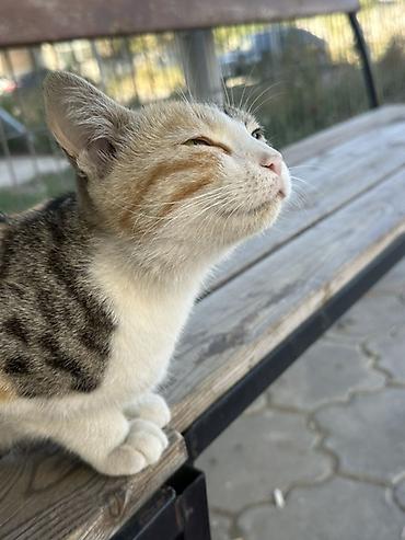 кот в добрые руки: Кошка даром: Беспородная, Девочка — 1