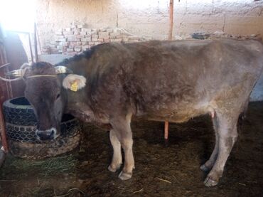 С/х животные и товары: Продаю | Корова (самка) | Алатауская | Для молока | Стельные