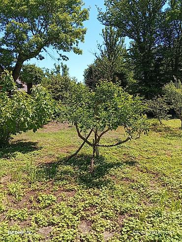 şirvanda ucuz kiraye evler: Nabran Sanset Forest otel arhasi sutkalig Kirayə üçün studiya tipli — 7