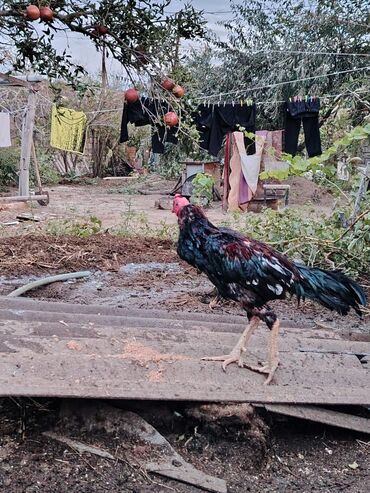 Digər quşlar: Yaş yarımlıq xoruzdu damazlıq dimdiyi əyridi amma problemi yoxdu əyri — 6