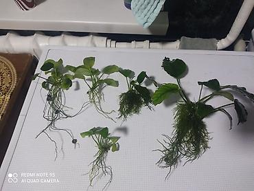 Аквариумы: Водоросли живые: Анубиас Бартера, нана ( цветут белыми и розовыми — 19