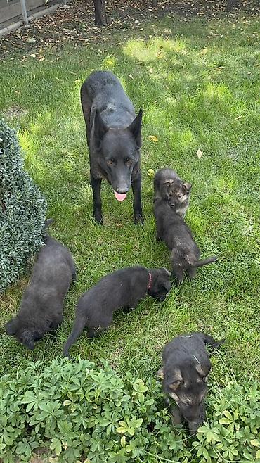 Продажа собак: 🐕 Продаются щенки восточноевропейской овчарки! Красивые, здоровые и — 7