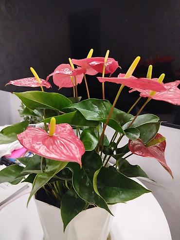 Антуриумы: Антуриум (Anthurium andreanum) в горшке крупный куст, можно разделить — 2