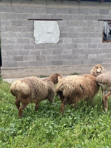 машинка овец: Продаю | Овца (самка), Баран (самец) | Эдильбаевская | Для разведения | Осеменитель, Матка