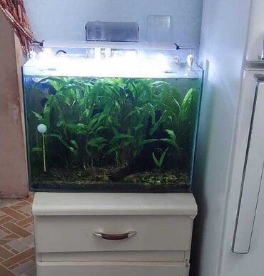 Akvariumlar: Dördbucaq akvarium, Balıqlarla birlikdə, 47 l, Ünvandan götürmə