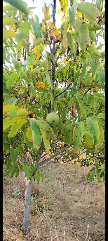 Daşınmaz əmlak: 1100 sot, Tikinti, Maklerlər narahat etməsin, Kupça (Çıxarış) — 3