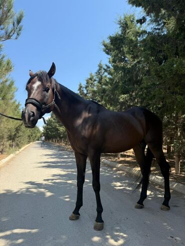 Atlar: Temiz qan Ingilis atidir .Pasportlu.boy 1.80 sm.Atasi meshur — 5