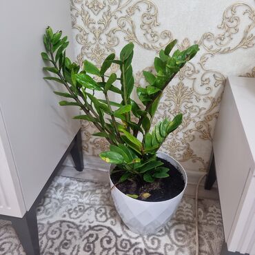 Драцены и Сансевиерии: Распродажа цветов долларовое дерево в красивых горшках отлично — 3