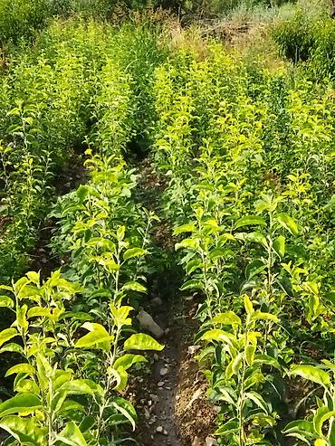 Фрукты и ягоды: Саженцы черешни - Питомник. Ряды молодых саженцев черешни открытого — 5