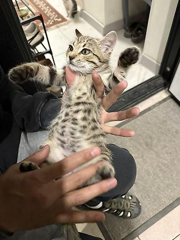 кошка сколько стоит: Беспородная, 2 месяца, Мальчик, Приучена к лотку — 2