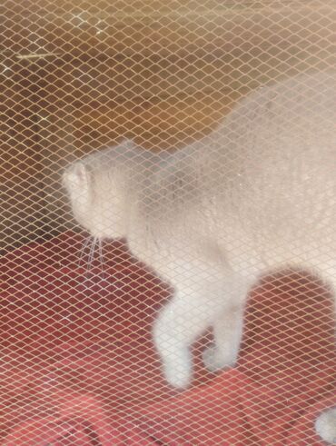 Pişiklər: Boz rəngdə ev pişikləri - Növ: ev pişiyi (qısa tüklü, boz/gümüşü rəng — 6