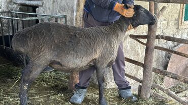 стрижка овец: Продаю | Овца (самка)