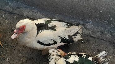 Xoruzlar: Xoruz, il: <1 — 2