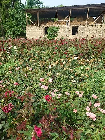 Роза: Роза цена договорная - Крупный махровый бутон классической формы — 3