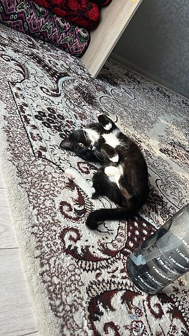 кошка шиншила: Кошка даром: Беспородная, 1 год, Мальчик, Приучена к лотку — 2