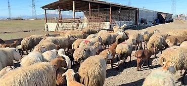 cins keciler: Erkək, il: 1, Damazlıq, Pulsuz çatdırılma — 2