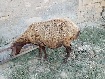 jersey cinsi: Boğaz qoyun 4ayna yetrə yetirdi hər il əkiz doğur — 2