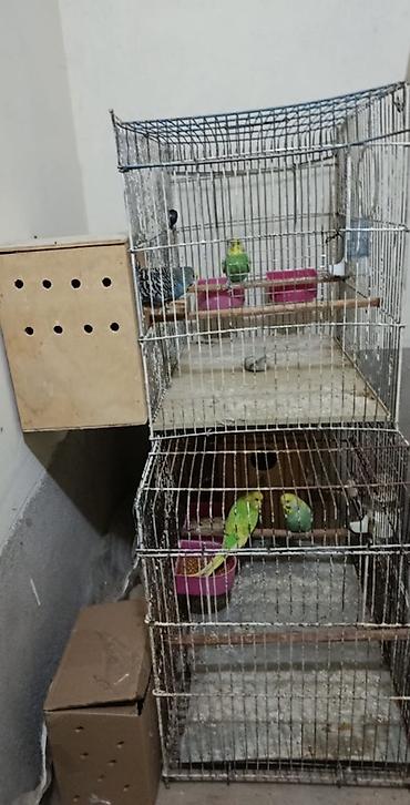Quşlar: Valnisti tutuquşular satıllır.2 cütdü Tam sağlam ve aktiv — 1