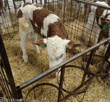 Dana, buzov: Dana, buzov, Dişi, Simental, ay: 1, Damazlıq, Ətlik, Rayonlara çatdırılma, Pulsuz çatdırılma, Ödənişli çatdırılma — 7