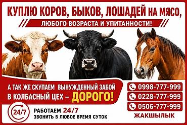 жылкы жаныбар: Сатам | Бука (эркек), Уй (ургаачы), Кунаажын — 1