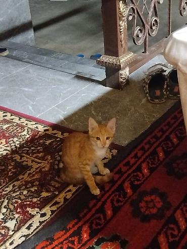 Продажа кошек: Домашние котята Описание: - Оба котёнка с короткой шерстью — 4
