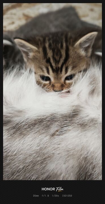 Pişiklər: Ata British fold(yasti qulaq);ana:shinsilla shorthair tabby(dik — 11