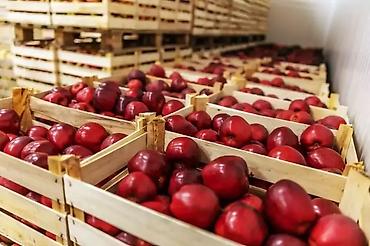 продаю коттеджи иссык куль: Фруктохранилище Большой холодильник для хранения овощей,фруктов — 8