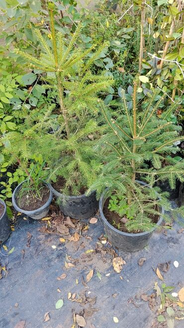 Ağaclar: Bağ bitkiləri – dekorativ ağac və kol sortları - Tulpan Maqnoliya — 5