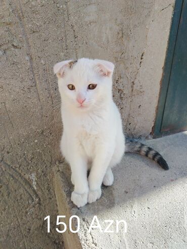 котята в баку бесплатно 2020: Шотландская, Самец, Самка, В добрые руки, Самовывоз