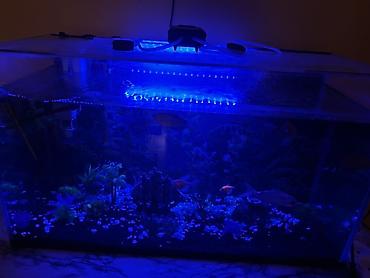 akvarium bitkileri: Dördbucaq akvarium, Balıqlarla birlikdə, 85 l, Pulsuz çatdırılma — 1