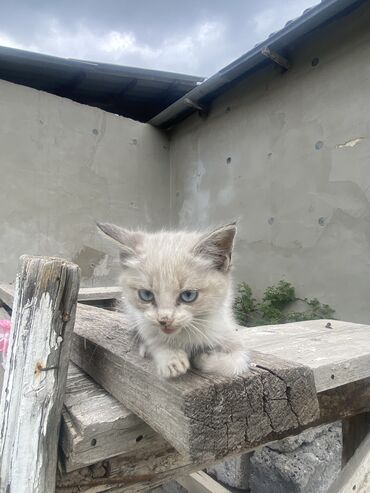 бурманская короткошерстная кошка: Бурманская, 2 месяца, Девочка, Белый, Приучена к лотку