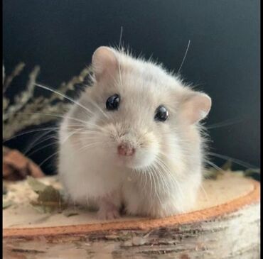 Gəmiricilər: 🐹 Hər növ xamyaklar və aksesuarlar satışda! 🐭 ✨ Bizdə cunqariklər — 9