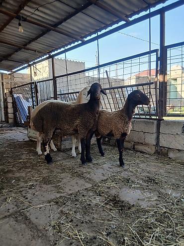 iri buynuzlu heyvan: Qoyunlar – 3 baş - Cins: ehtimalən yerli qaragül/qarabaş tipli — 1
