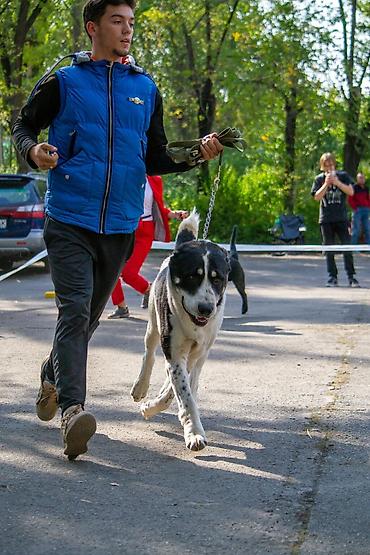 Продажа собак: Алабай, 3 месяца, Самец, С прививкой — 14