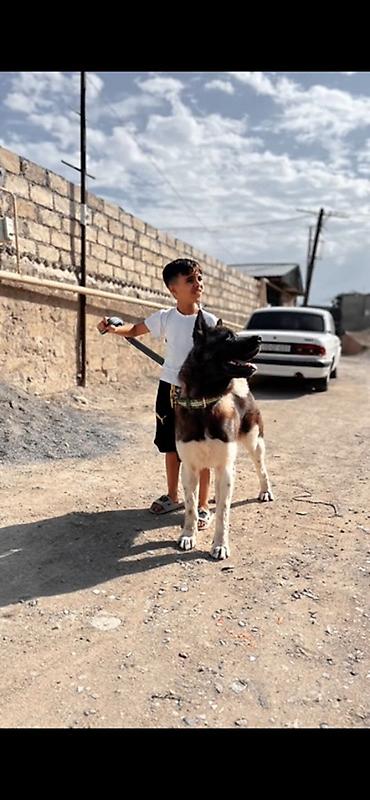 pomeranski spic: Akita-inu, 3 il, Erkək, Cütləşmə üçün, Ödənişli çatdırılma — 5
