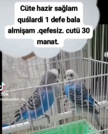 hinduşqa satışı: Cütu 30. tecili satilir