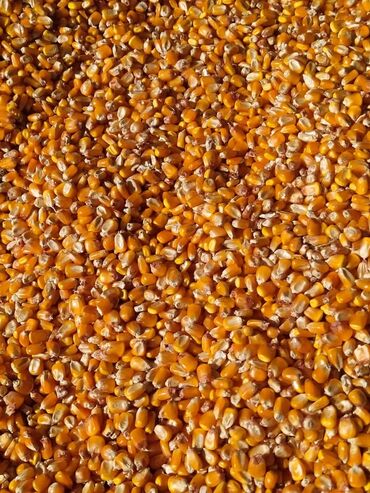 где продаются кошки: Кукуруза (зерно) - Фракция: целое сухое зерно, жёлто-оранжевые зёрна