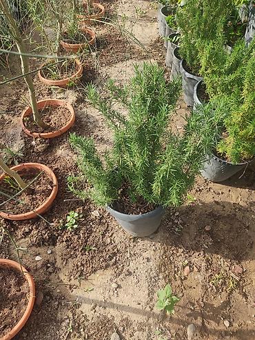 cokə ağacı satılır: Dekorativ ağaclar gül çiçək qazon torf torpaq ağdaşlar satşi ağacların — 10