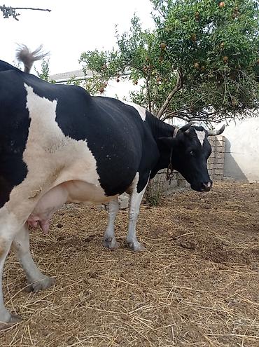 arpanın qiyməti: 3qarınadi bugün doğub super heyvandı 10 litr bulama sağmısam heyvan — 1