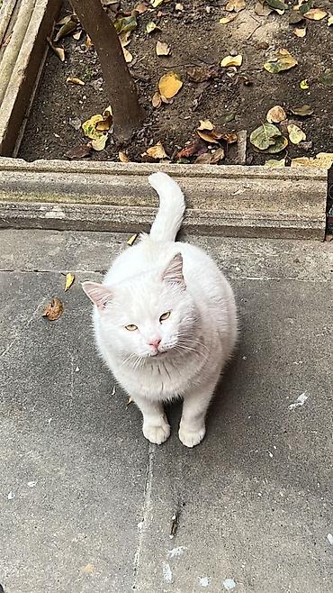 Pişiklər: Erkək, Yaxşı əllərə, Pulsuz çatdırılma — 7