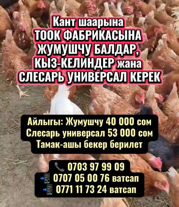повар шашлычник: Талап кылынат Канаттуу куш багуучу, Төлөм Ай сайын, Тамактануу
