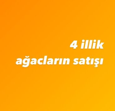 agac satiram: 4-5 növ ağac növlərinin satışı 
qiymətdə razılaşmaq yalnız yerində