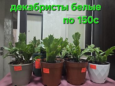 Декабристы: Декабристы (Schlumbergera) в горшках. - Окраска цветков: белая (на — 1